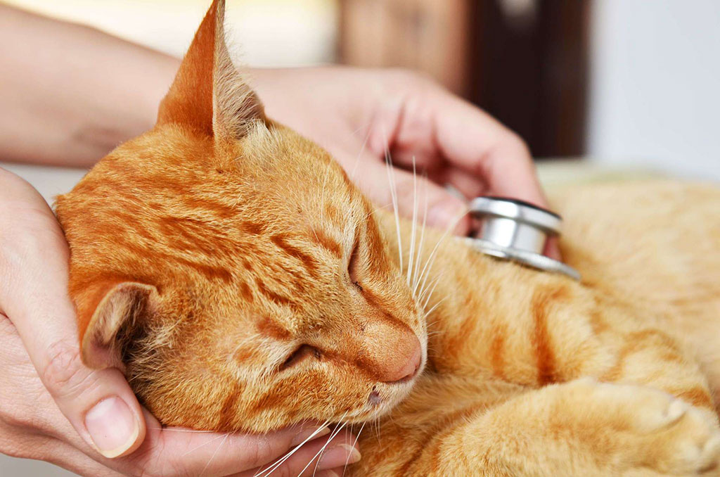 Milyen súlyos betegséget kaphatunk el a macskánktól?