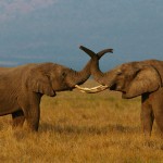 Az elefántok kommunikációja