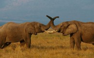 Az elefántok baráti üdvözlése