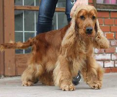 Így fest egy ápolt kutyus